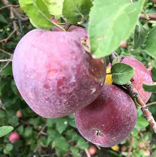 apples at Cider Hill